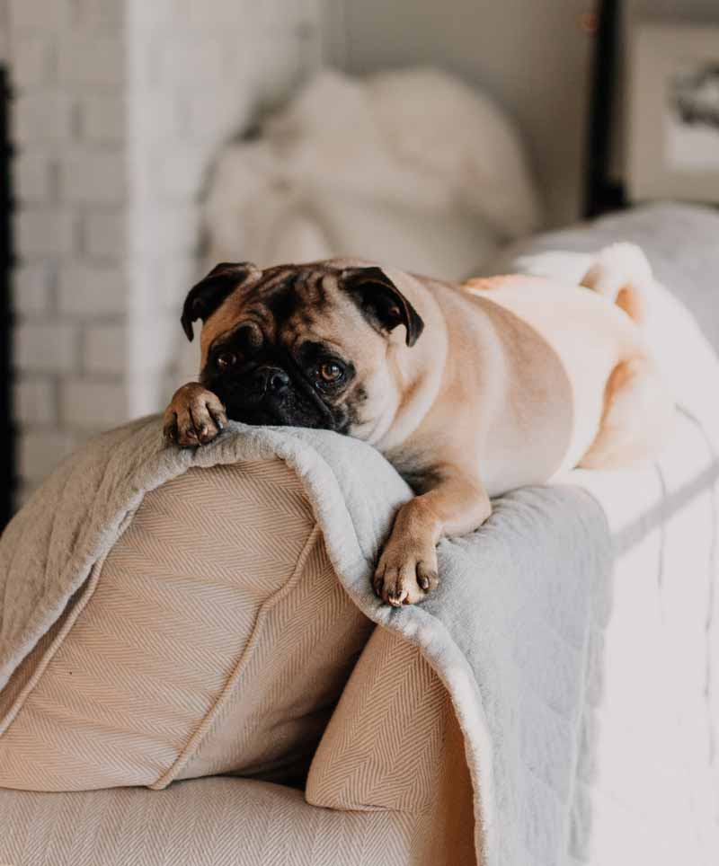 mascotas-en-casa-carlino