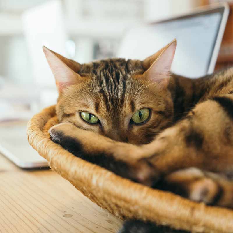 mascotas-en-casa-gato